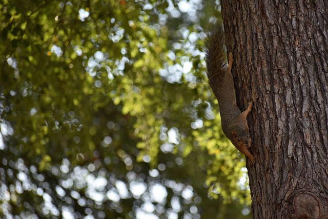 增的重要原 增的重要原